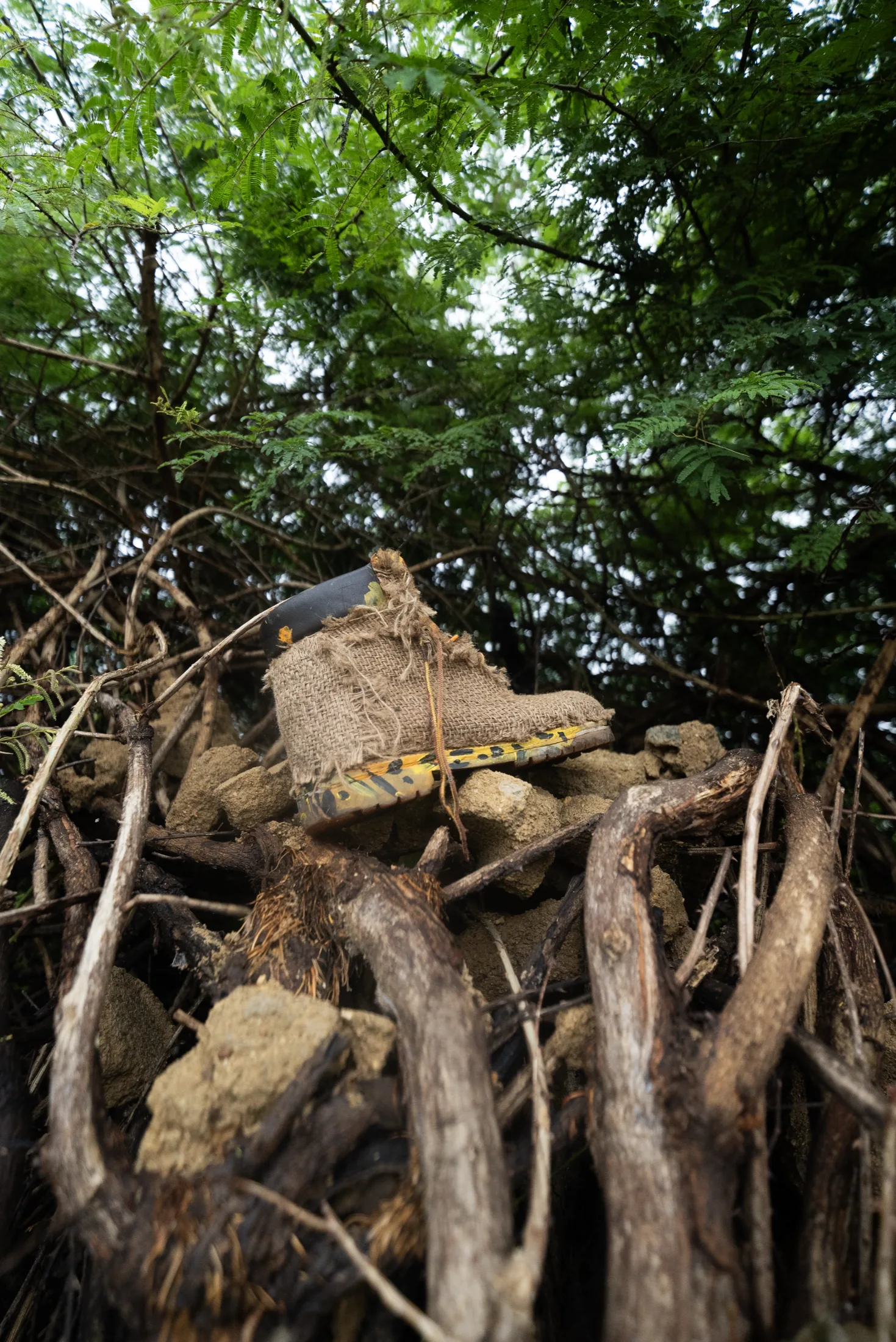Timbs and Trees